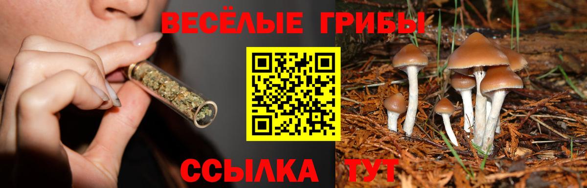 Псилоцибиновые грибы MAGIC MUSHROOMS  Вход с VPN  Костомукша  Галлюциногенные грибы Psilocybine cubensis 